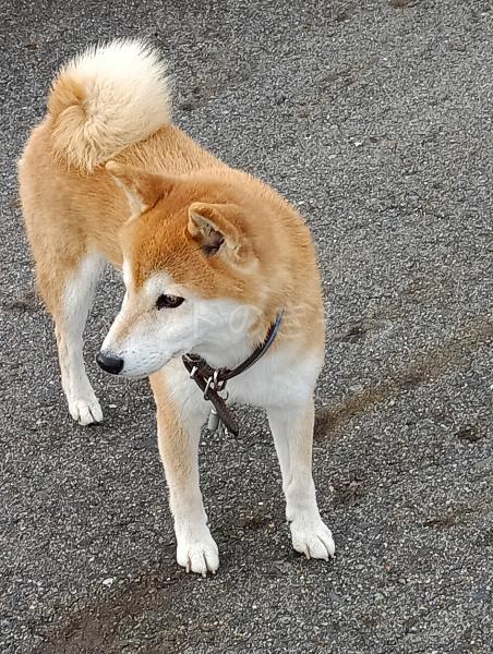 迷子犬の画像