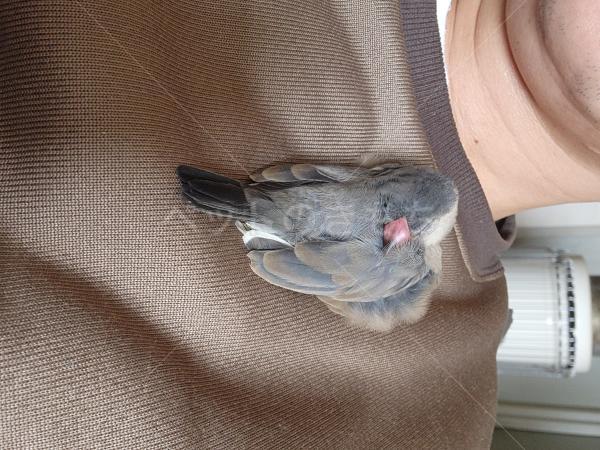 迷子鳥の画像
