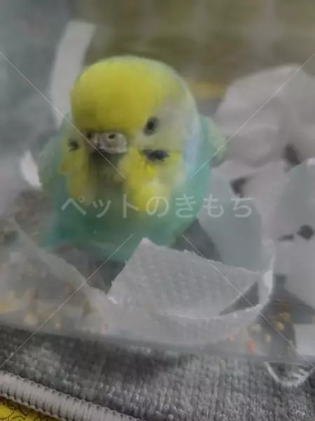 保護鳥の画像