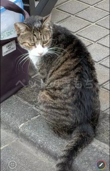 迷子猫の画像