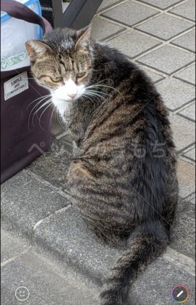 迷子猫の画像