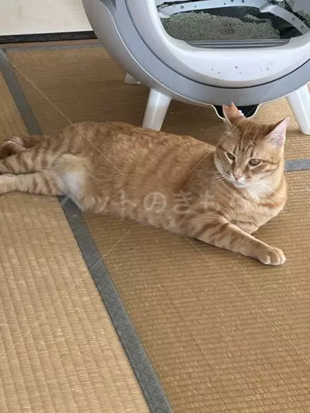 迷子猫の画像