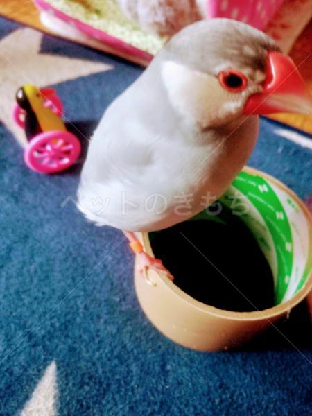 迷子鳥の画像