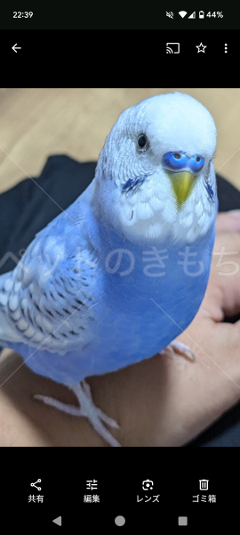 迷子鳥の画像