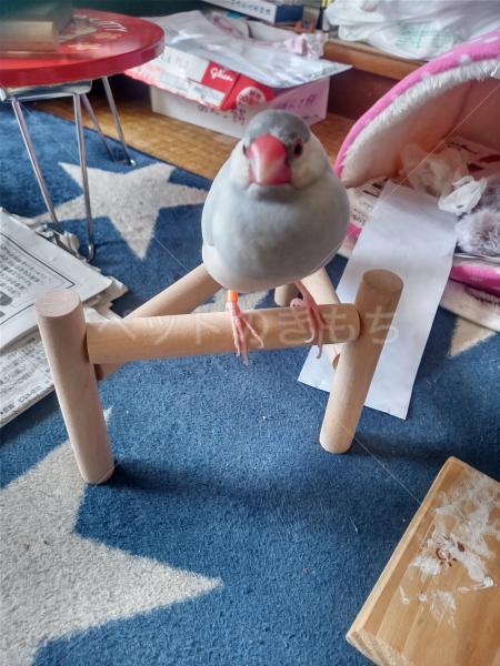 迷子鳥の画像