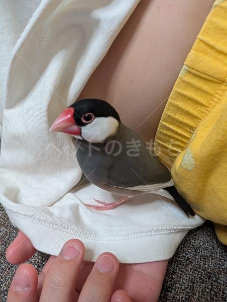 迷子鳥の画像