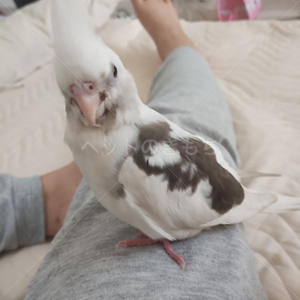 迷子鳥の画像
