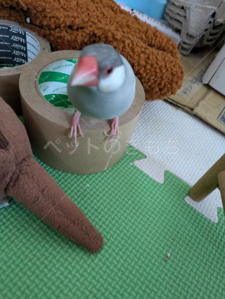 迷子鳥の画像