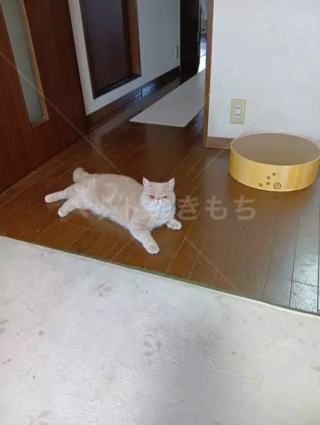 迷子猫の画像