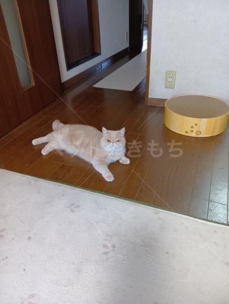 迷子猫の画像