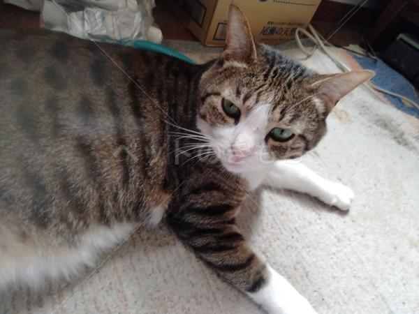 迷子猫の画像