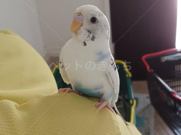 保護鳥の画像