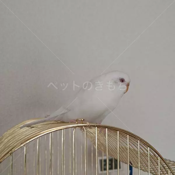 迷子鳥の画像