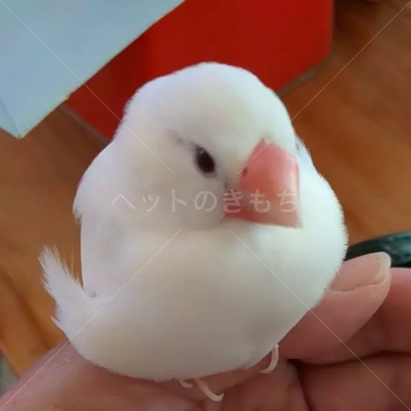 迷子鳥の画像