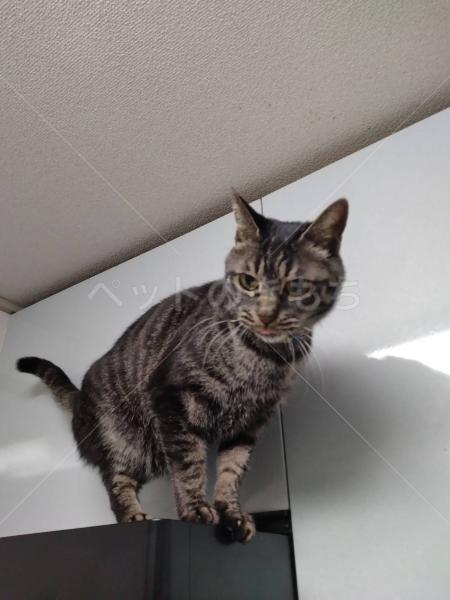 迷子猫の画像