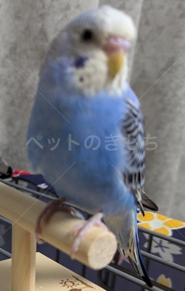 迷子鳥の画像