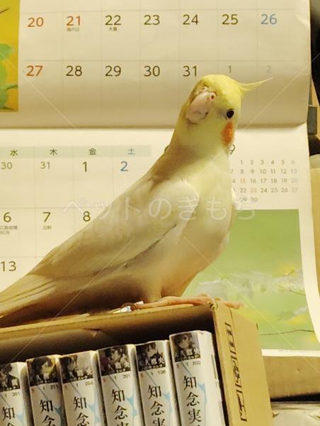 迷子鳥の画像