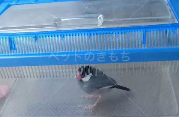 コメントの画像