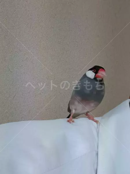 コメントの画像