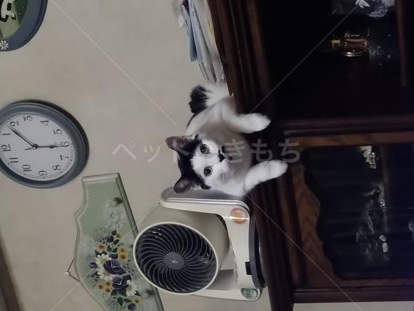 迷子猫の画像