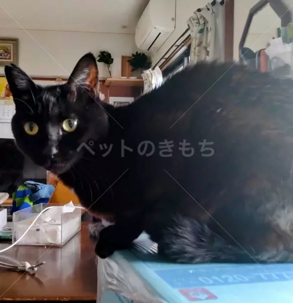 迷子猫の画像