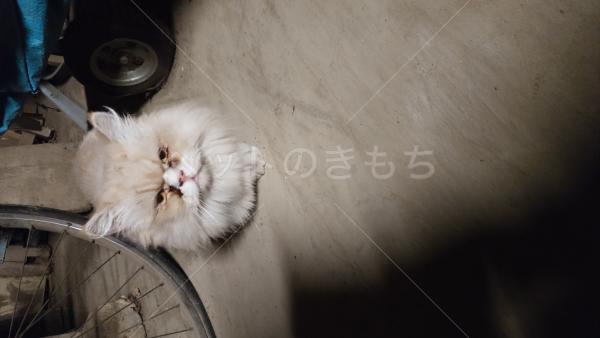 保護猫の画像