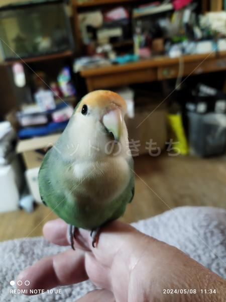 迷子鳥の画像