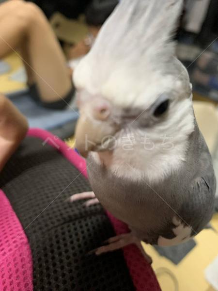 迷子鳥の画像