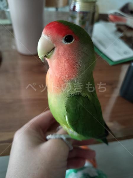 迷子鳥の画像