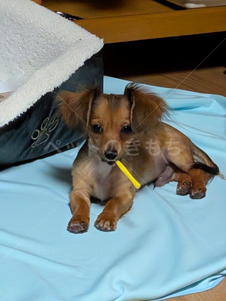 迷子犬の画像
