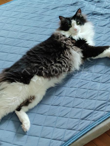 迷子猫の画像