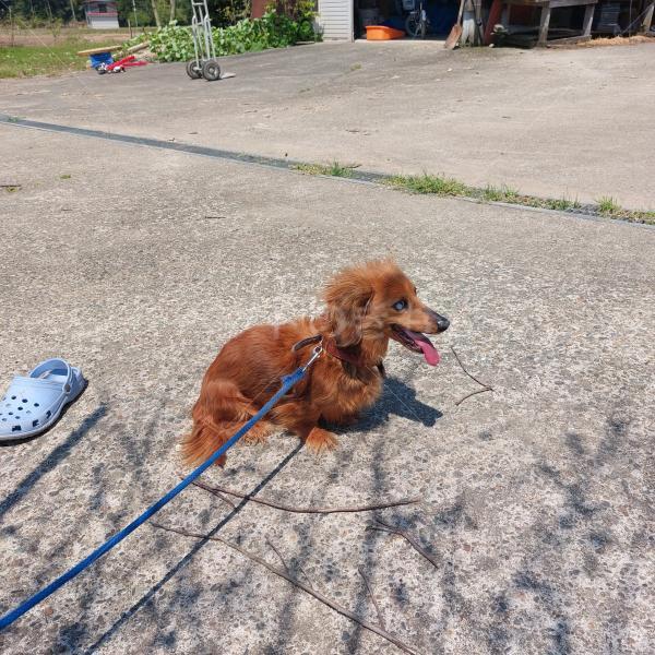 迷子犬の画像