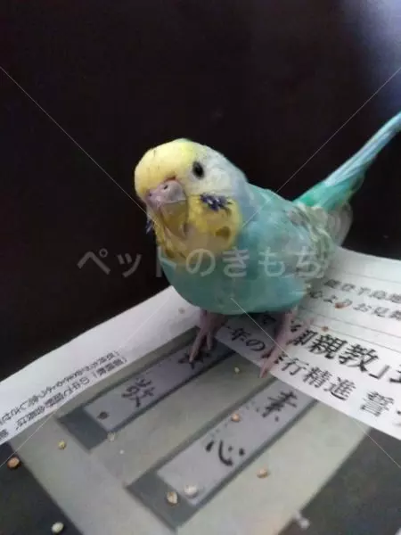 保護鳥の画像