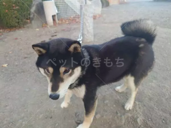 迷子犬の画像