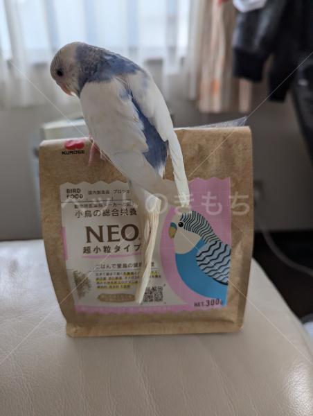 迷子鳥の画像