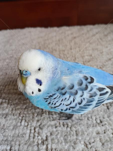 迷子鳥の画像