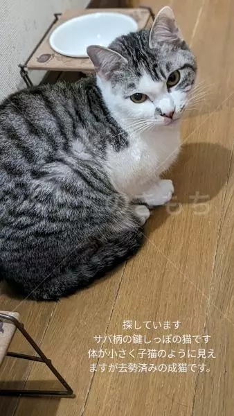 迷子猫の画像