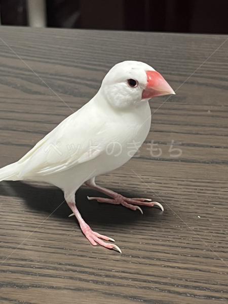 保護鳥の画像