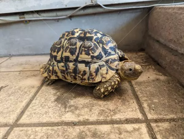 迷子ペットの画像