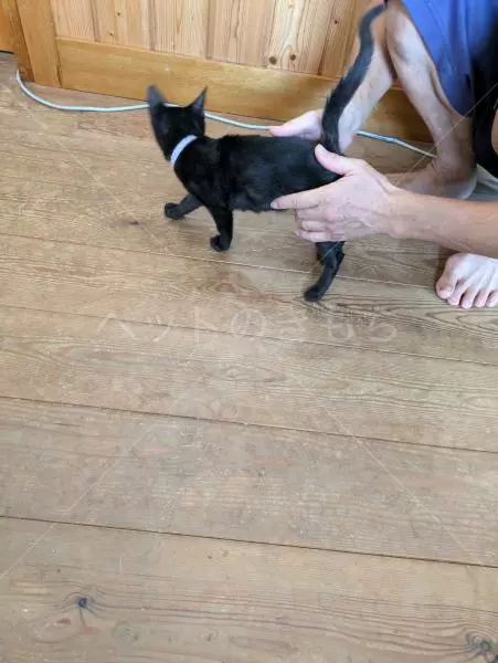 コメントの画像