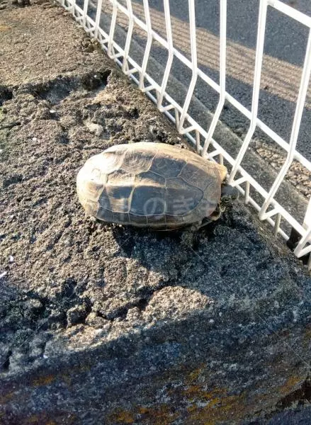 保護ペットの画像