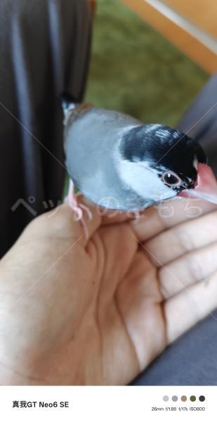 迷子鳥の画像