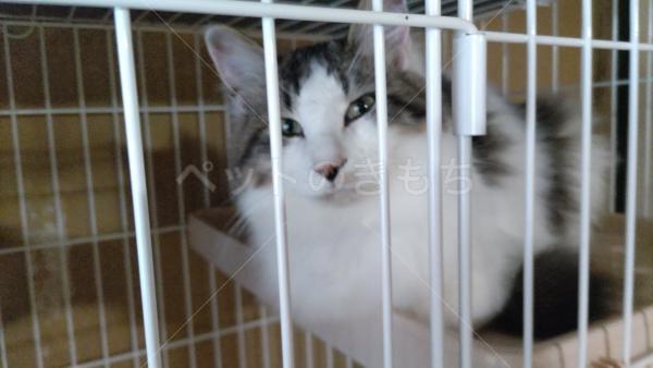 迷子猫の画像