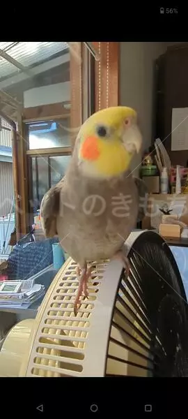 迷子鳥の画像