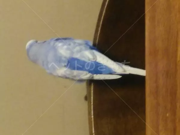 コメントの画像