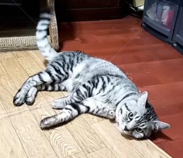 迷子猫の画像