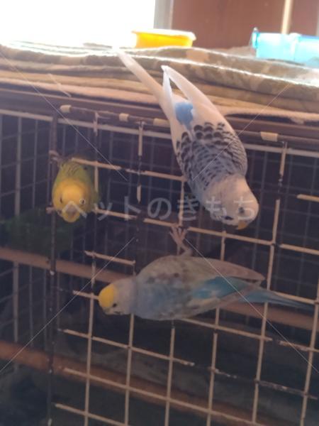 迷子鳥の画像