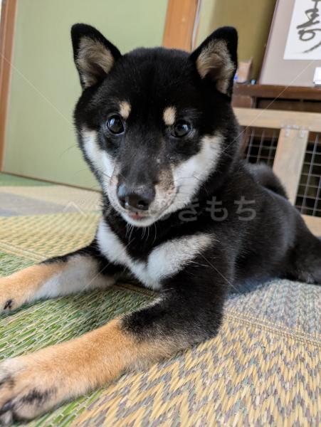 迷子犬の画像
