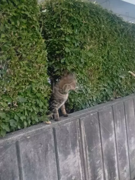 コメントの画像