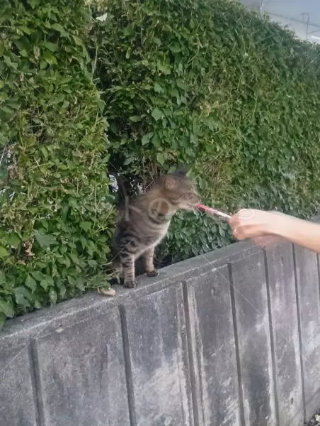 コメントの画像